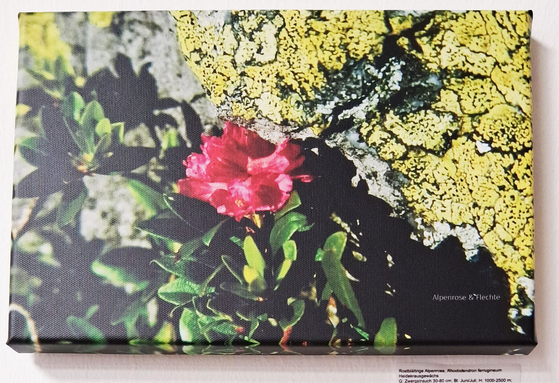 Alpenrose: Foto von Günter Bram in der Ausstellung in der DAV Sparkassen Bergwelt. Foto: K. Brock