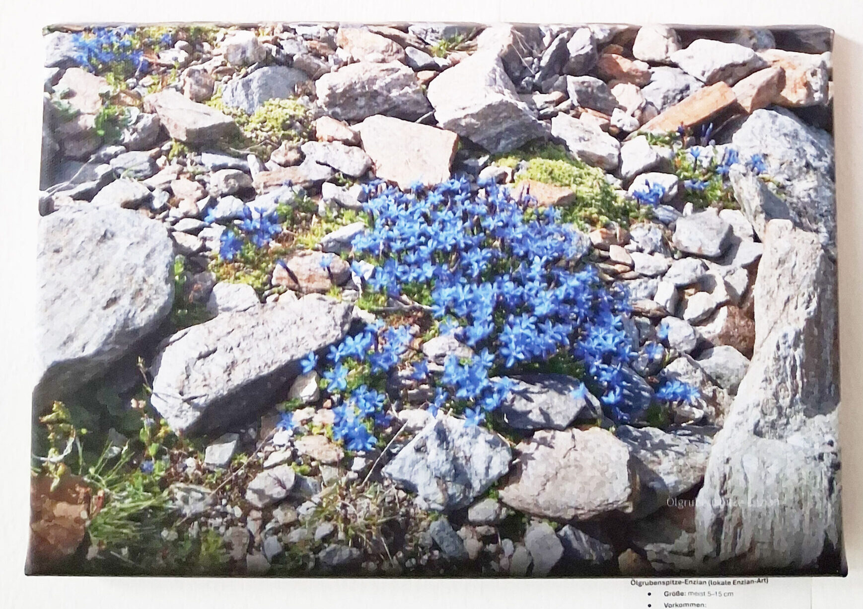 Enzian: Foto von Günter Bram in der Ausstellung in der DAV Sparkassen Bergwelt. Foto: K. Brock